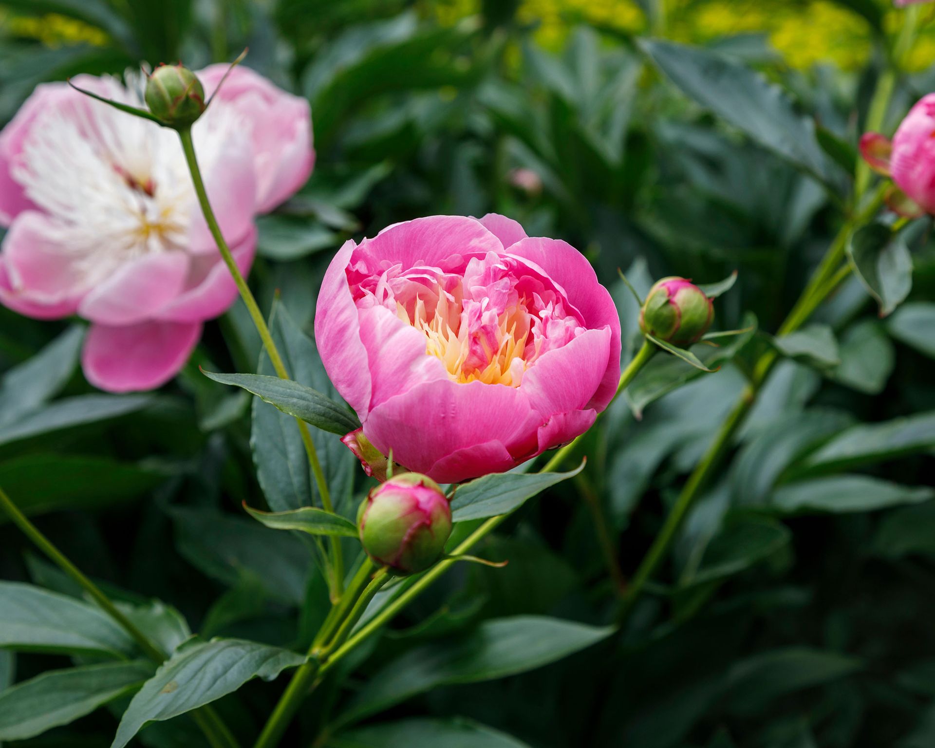 Peonies Care - Everything You Need To Know | Livingetc