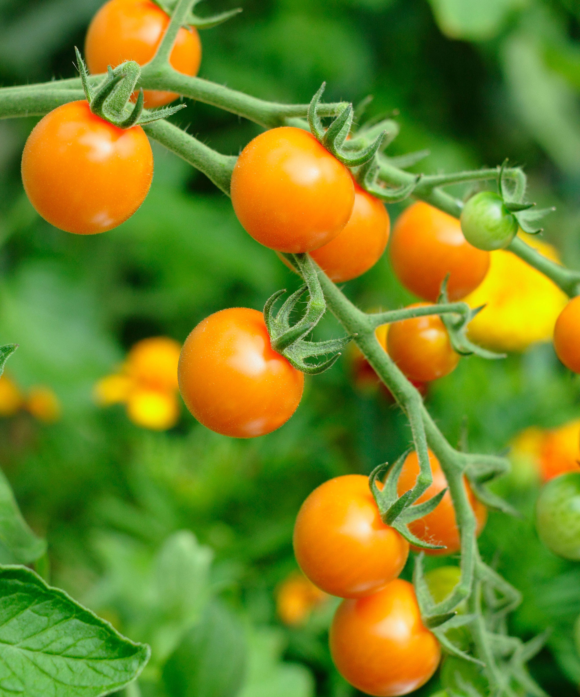 Sungold tomatoes growing on the vine