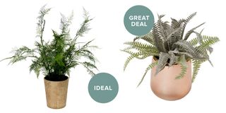 potted plants with pvc pot