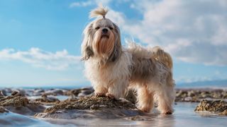 Shih Tzu on a beach