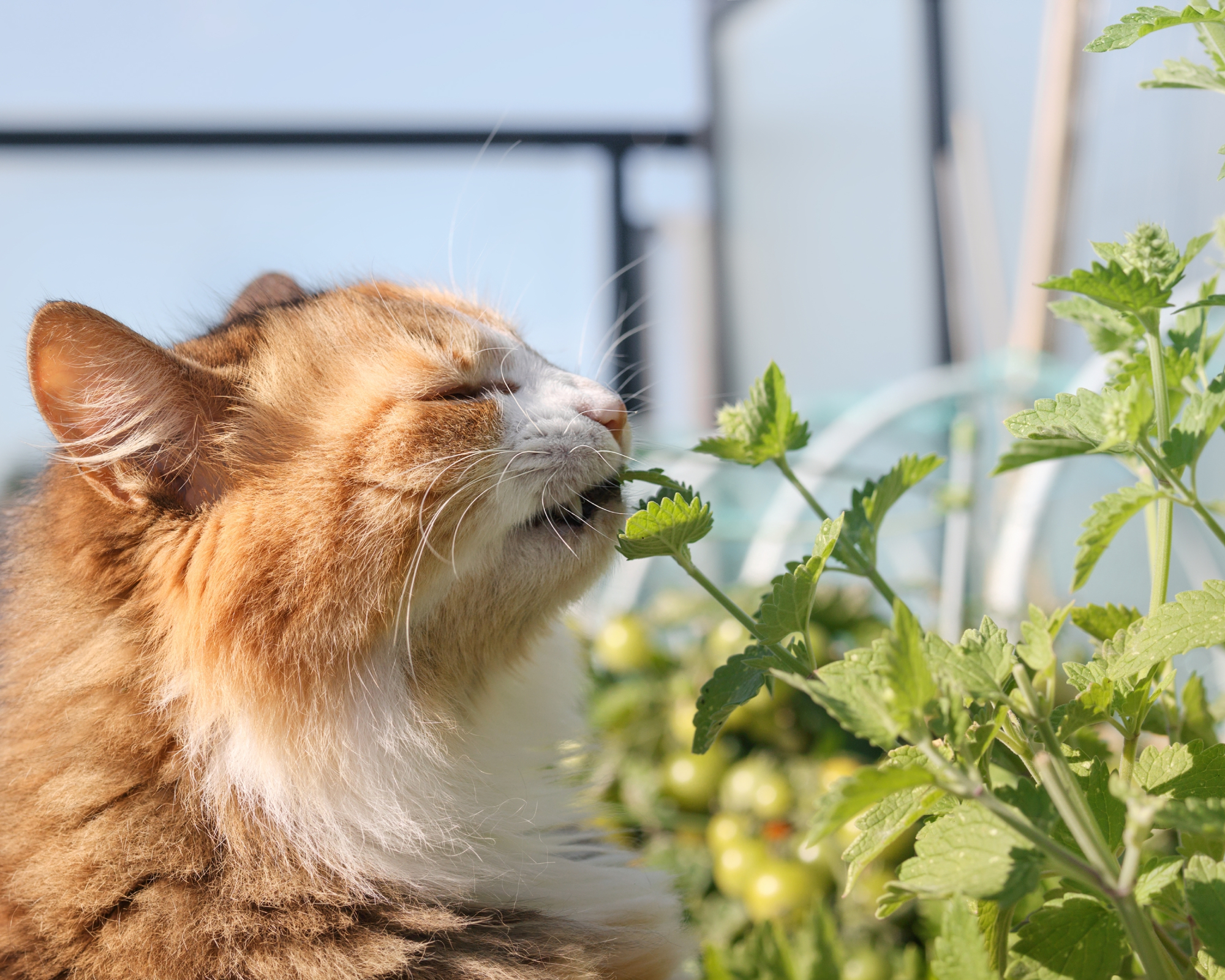 tabby cat sniffing catnip