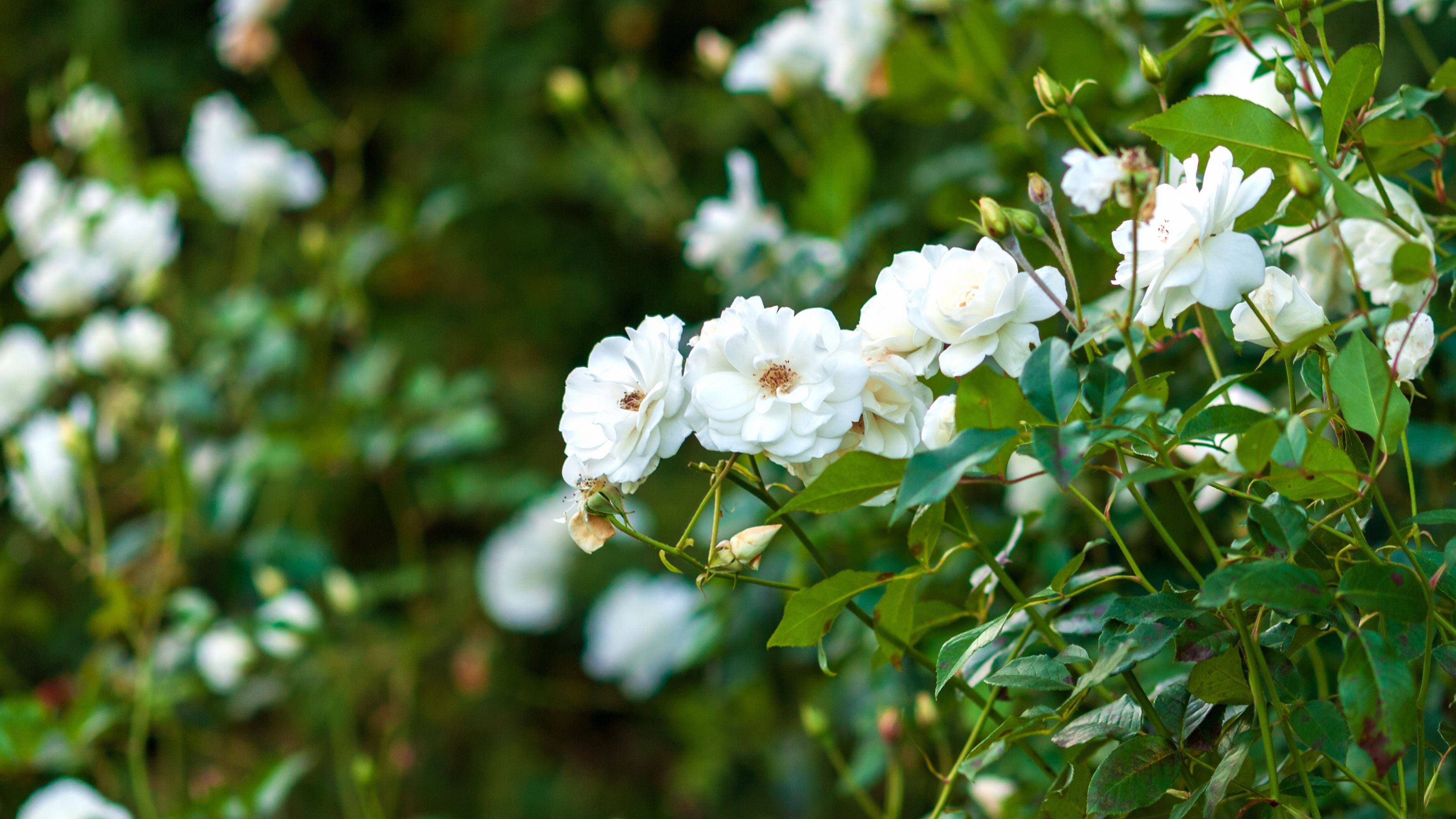 Rose 'Iceberg' flowers growing in garden