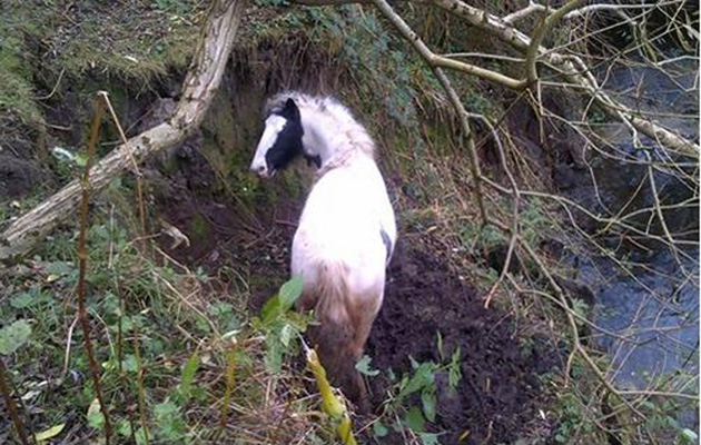 ditch-horse3