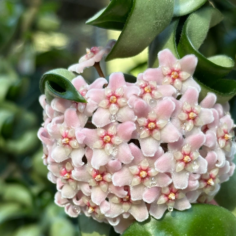 Rope Plant Hoya
