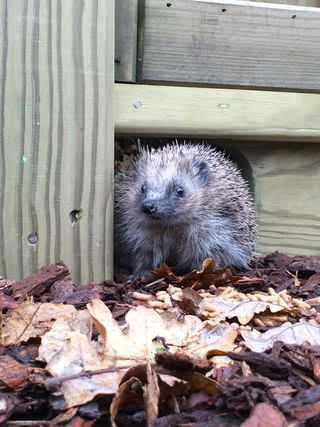 hedgehog hole in a garden fence