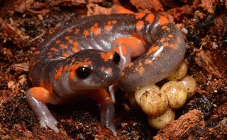 An Ensatina salamander guards its eggs. These salamanders live in the Sierra Nevada Mountains, a region at risk from infection by the deadly new Bsal fungus, which kills nearly all salamanders it infects in new areas.