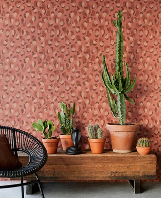 Leopard print wallpaper sits behind a bench with plant pots and cactus