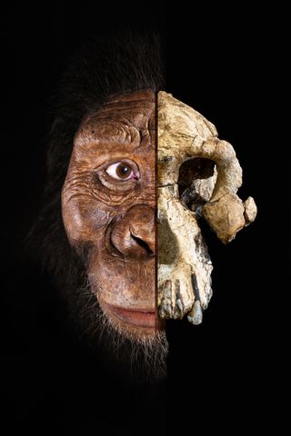 reconstruction and fossil skull of australopithecus side-by-side