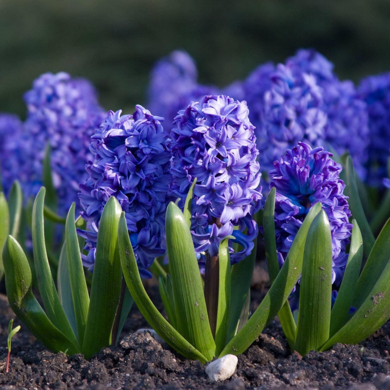 Blue hyacinth plants