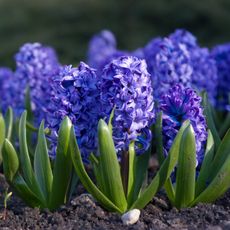 Blue hyacinth plants