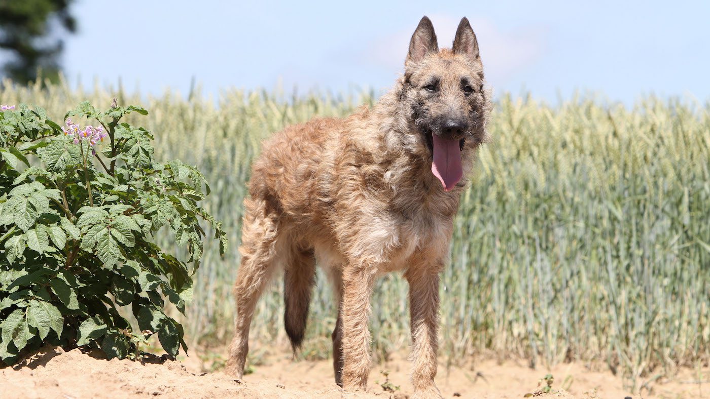 Belgian Laekenois is the rarest of the Belgian shepherd dogs