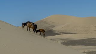 A photo of two horses walking among sand dunes