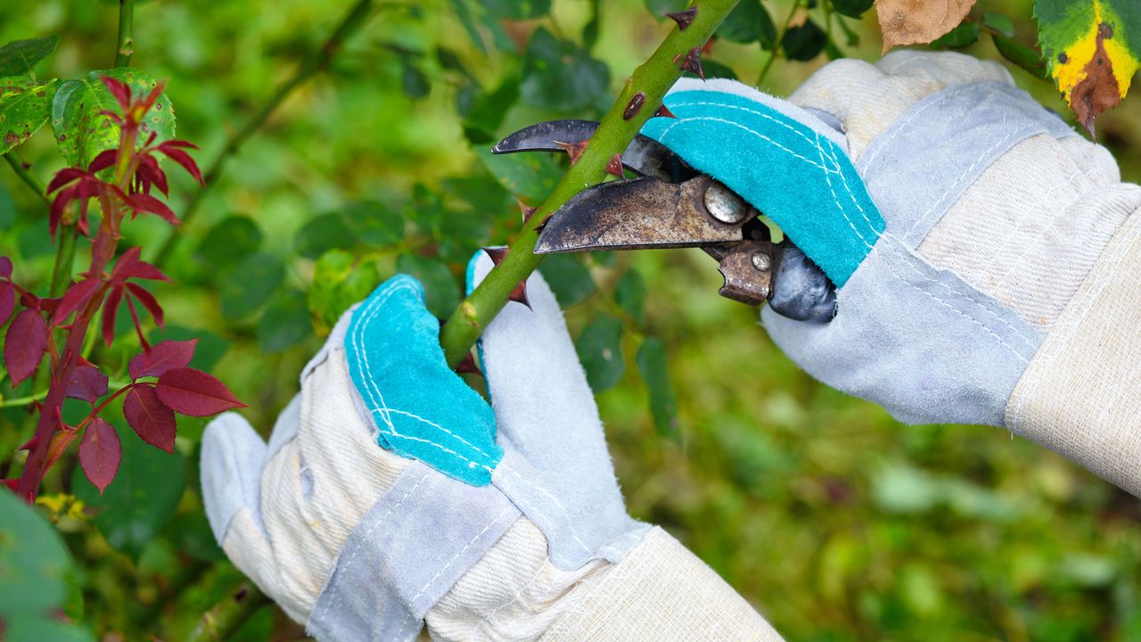 autumn pruning of roses one of the key November gardening jobs