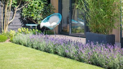 Garden, grass lawn and patio area with lavender border and blue outdoor chair