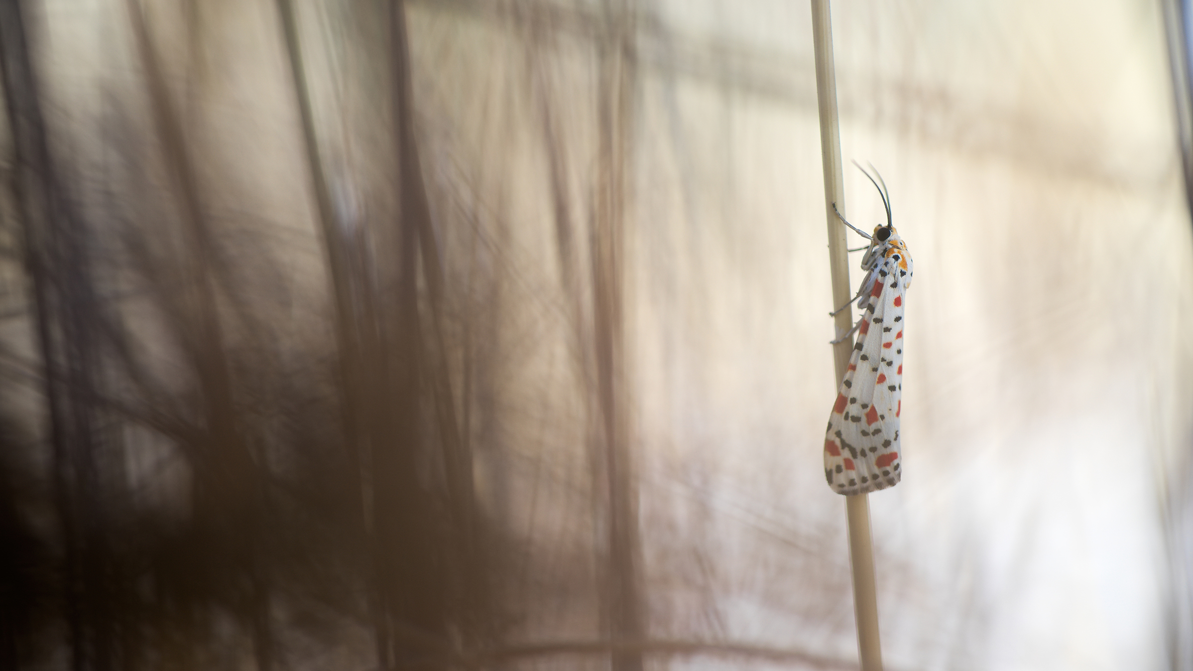 A macro shot showing a moth perched delicately on a slender stick, showcasing its intricate wings and natural beauty, with a blurred background and distracting dark elements