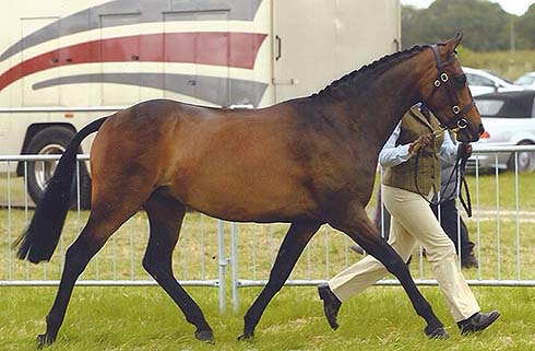 Iris will be competing in 143cm show hunter pony classes