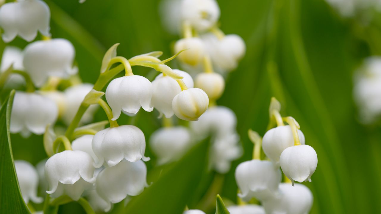 Lily of the valley