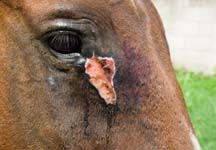 Honduras-eye-wound.jpg