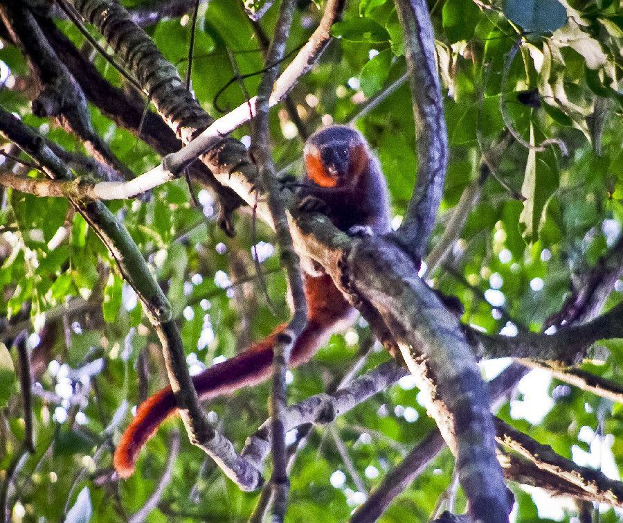 New species of monkey discovered in Amazon