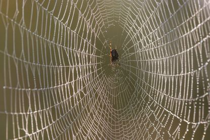 Follow the thread: a female garden spider (Araneus diadematus) lies in wait in her orb web at Thursley National Nature Reserve, Surrey.