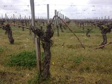 Bordeaux 2012 en primeur