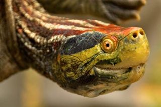 The red-crowned roofed turtle (Batagur kachuga) is one of 25 species listed in the new report. The species is limited to a few isolated pockets along the Ganges and Brahmaputra River basins in India and Bangladesh and is listed as 'Critically Endangered.'