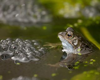 frog in wildlife pond