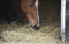 eating hay from the floor