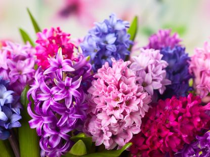 Beautiful Bright Hyacinth Flowers