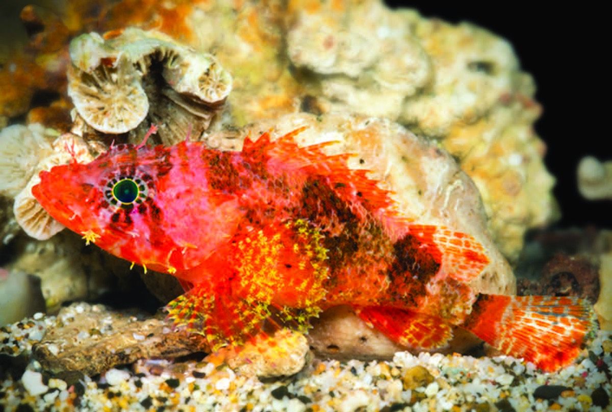 A new species of scorpionfish, &lt;em&gt;Scorpaenodes barrybrowni&lt;/em&gt;, discovered in the deep reefs of the Caribbean. This scorpionfish is distinguished from its relatives by the elongated rays on its fins and by its starbursts of color.