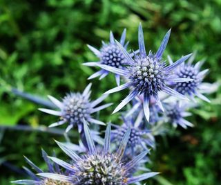 Eryngium bourgatii in flower