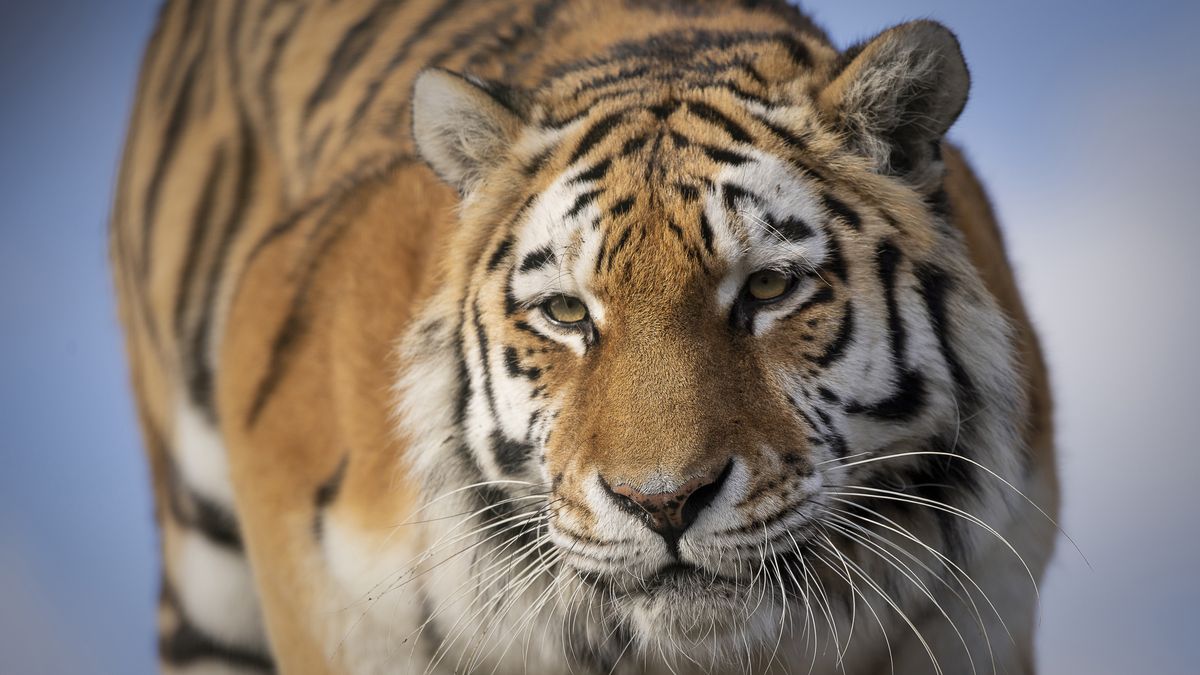 Big Cat Photo Tips Digital Camera World