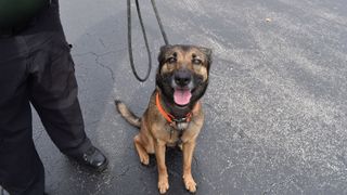 Miracle the german shepherd with a big smile