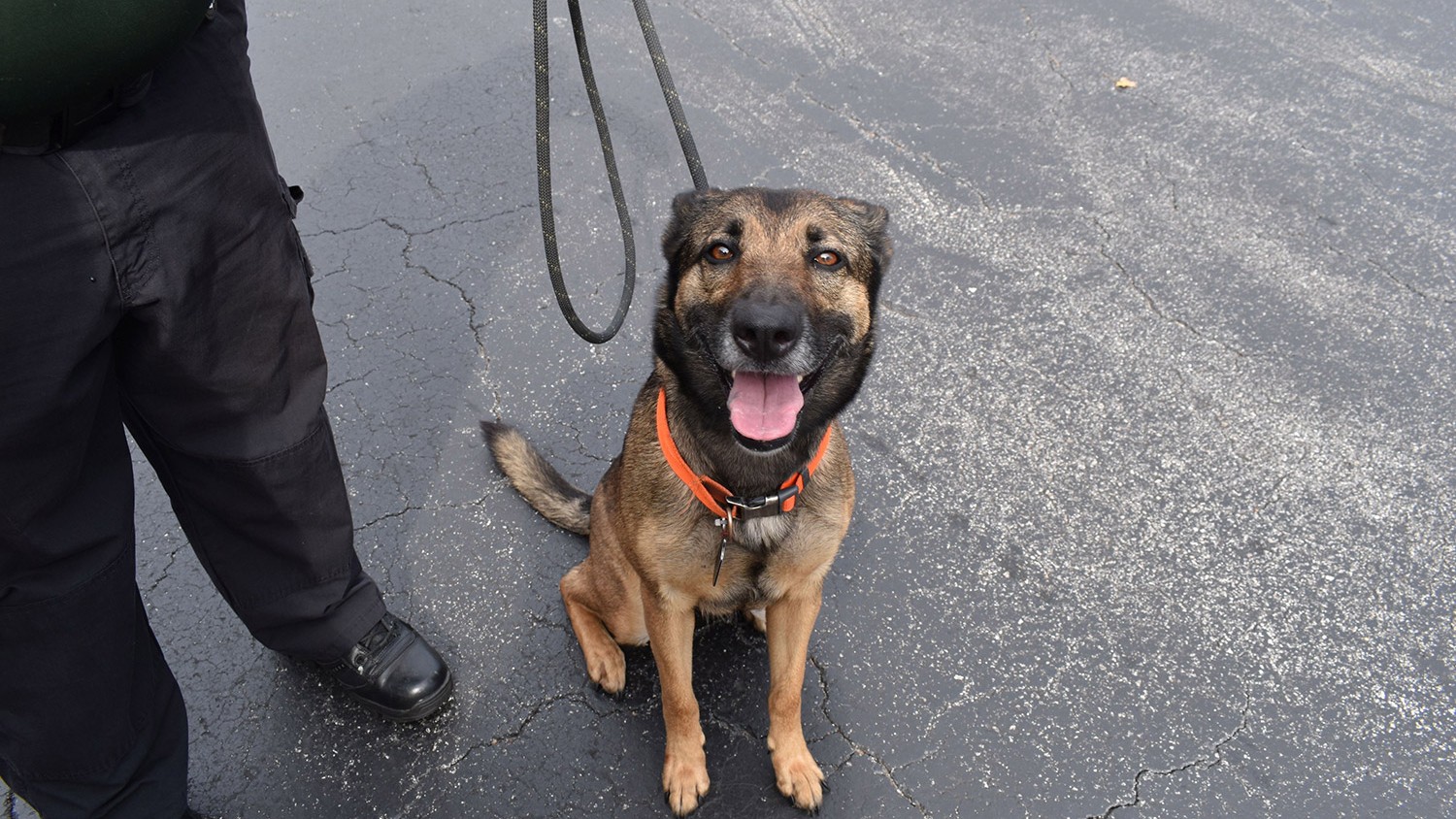 Dog thrown from motel balcony gets new lease of life as veteran's service  dog | PetsRadar