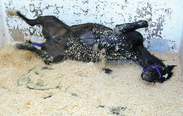 Colic.jpg