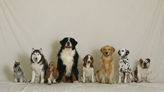 Line-up of different dog breeds