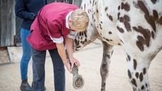 vet_ee_serious_lameness.main_cc_green_dsc_9784_228891602_345730771.jpg