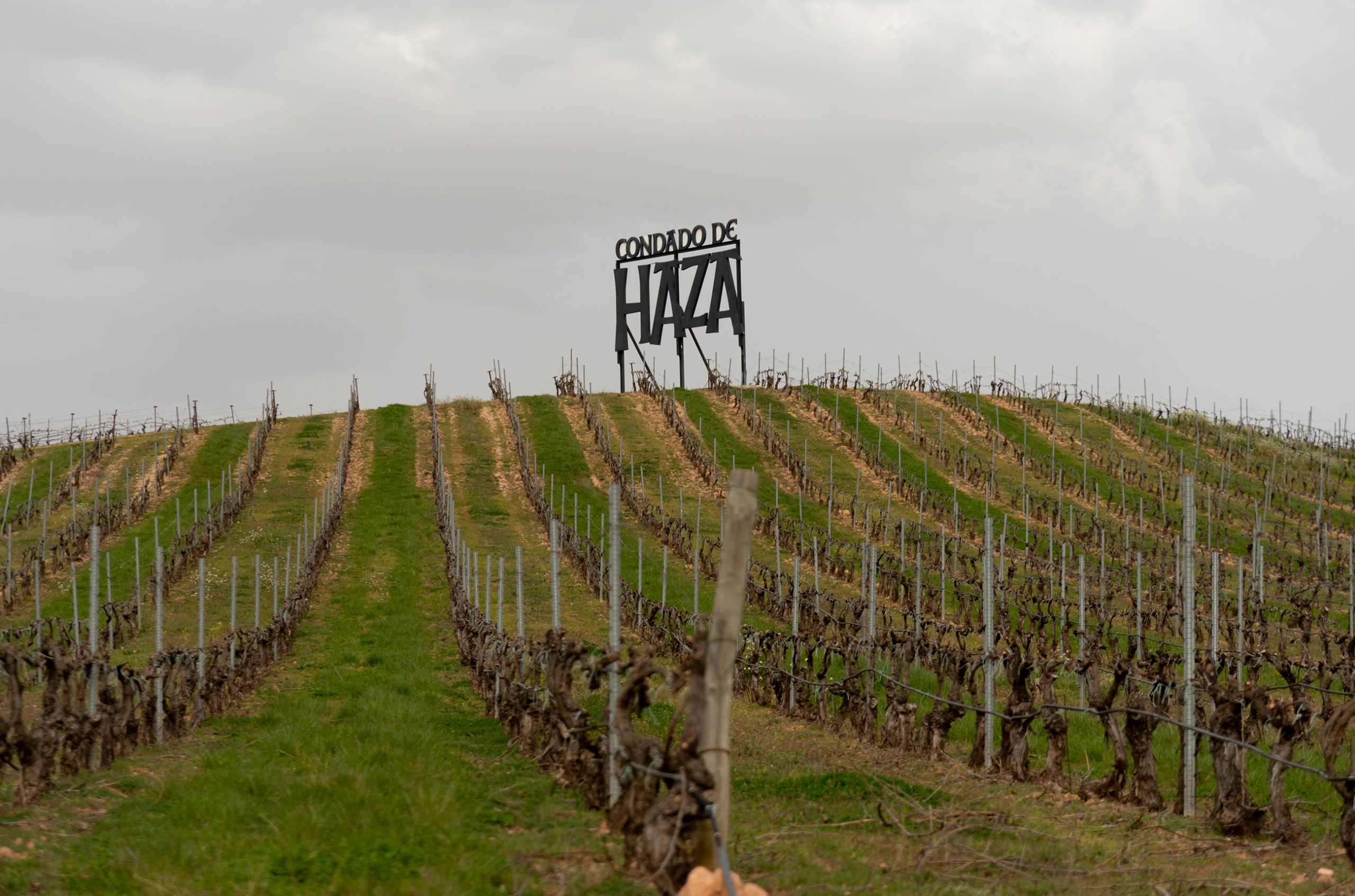 Rows of vines in winter with a 'Condado de Haza' sign at the top of a slope