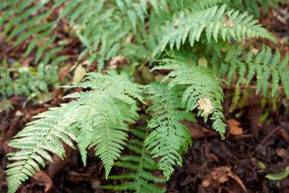 How to Care for Your Garden Ferns in Winter | Livingetc