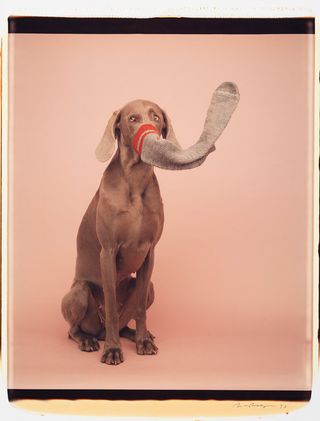 A sitting dog with a long sock over it's mouth and nose