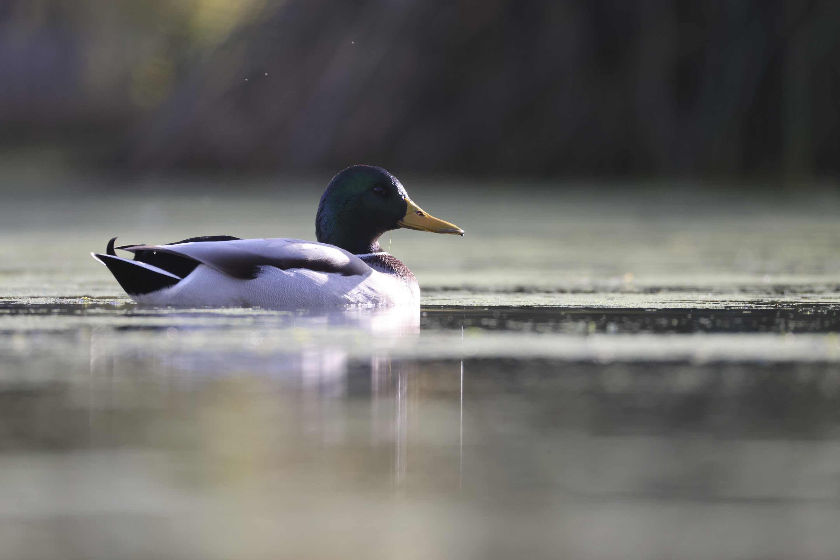 Ducks in a sunlit pond taken with the Canon RF 200-800mm F6.3-9 lens at its 800mm setting