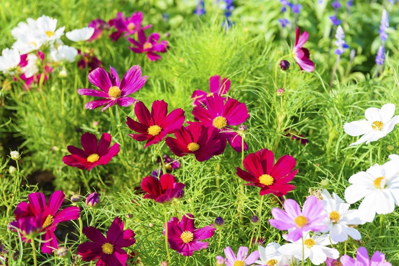 Multicolored Cosmos Flowers