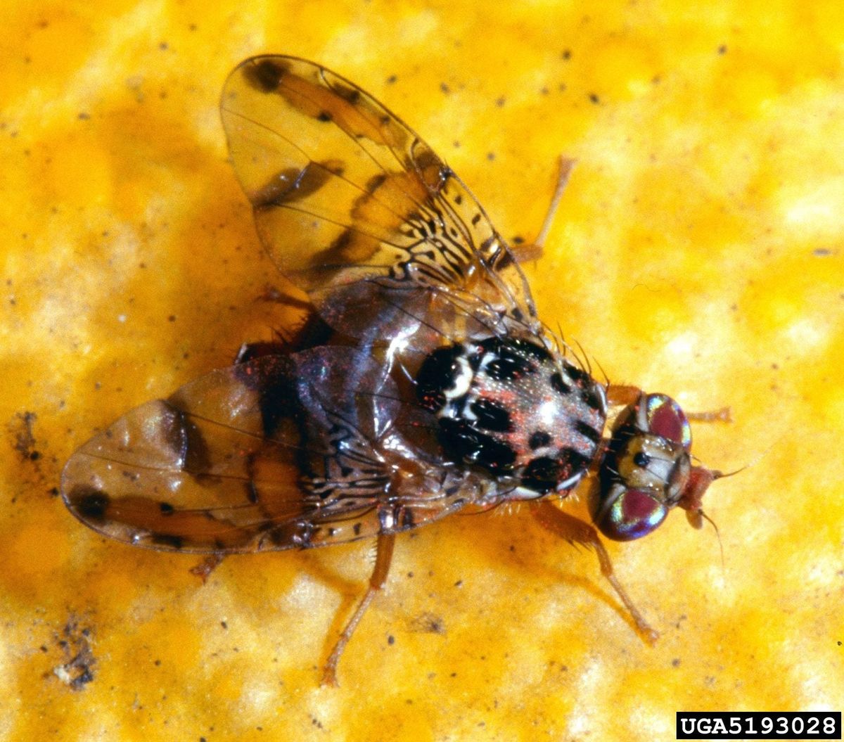 Fruit Flies Of Citrus Trees Learn About Citrus Fruit Fly Control