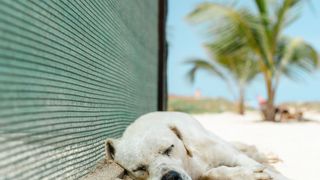 Dog taking a nap at the beach