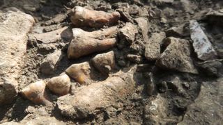 A jawbone with teeth sticks out of the dirt