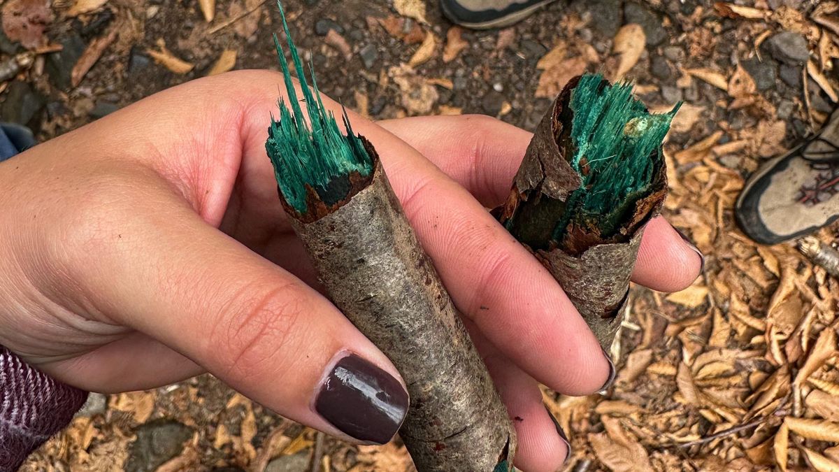 Woman holding sticks with green elfcup fungus