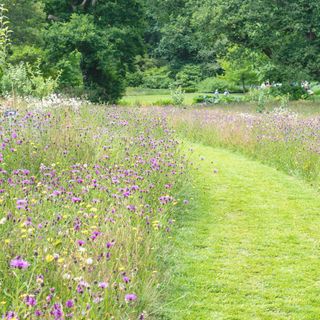 Mown grass path through in a Wildflower meadow with Knapweed