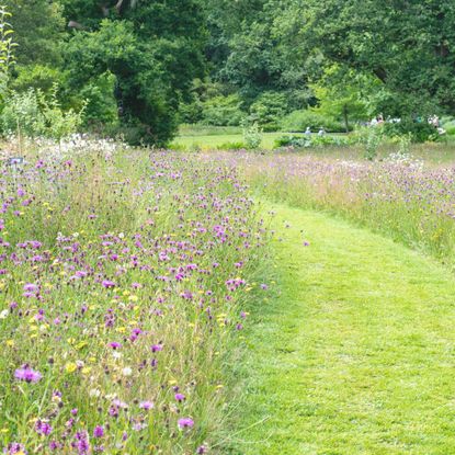Wildflower garden ideas - clever pollinator planting for every garden ...