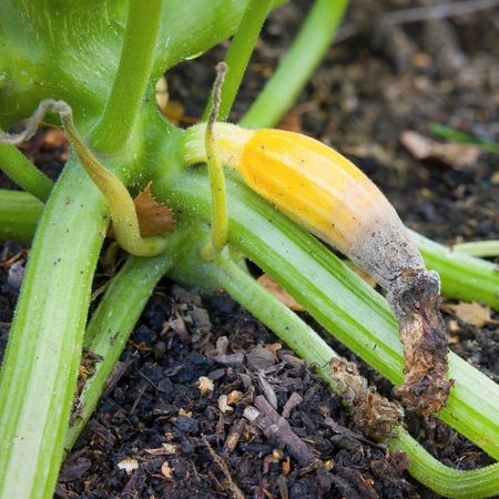 Blossom End Rot on Zucchini Squash