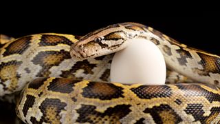 a burmese python with its head resting on an egg on a black background